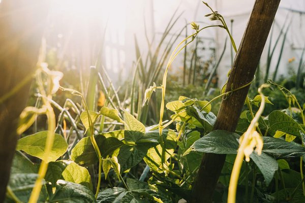 Quels sont les enjeux de la préservation de la biodiversité ?