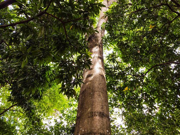 Les avantages de la sylviculture irrégulière pour l'environnement et la forêt