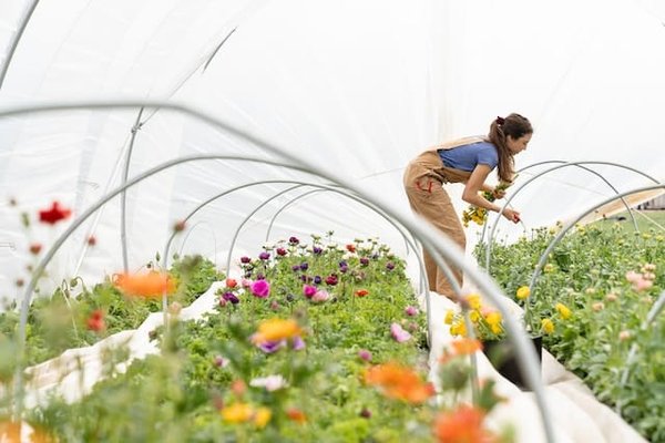 Les techniques de culture biologique en horticulture