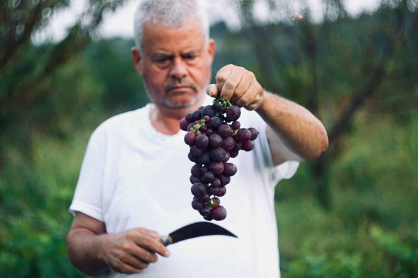 Découvrez les différents métiers de la viticulture
