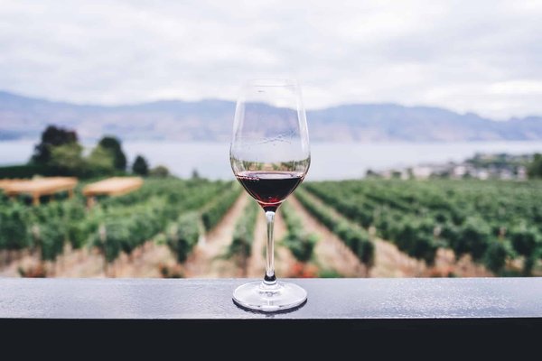 Les avantages de la biodynamie en viticulture